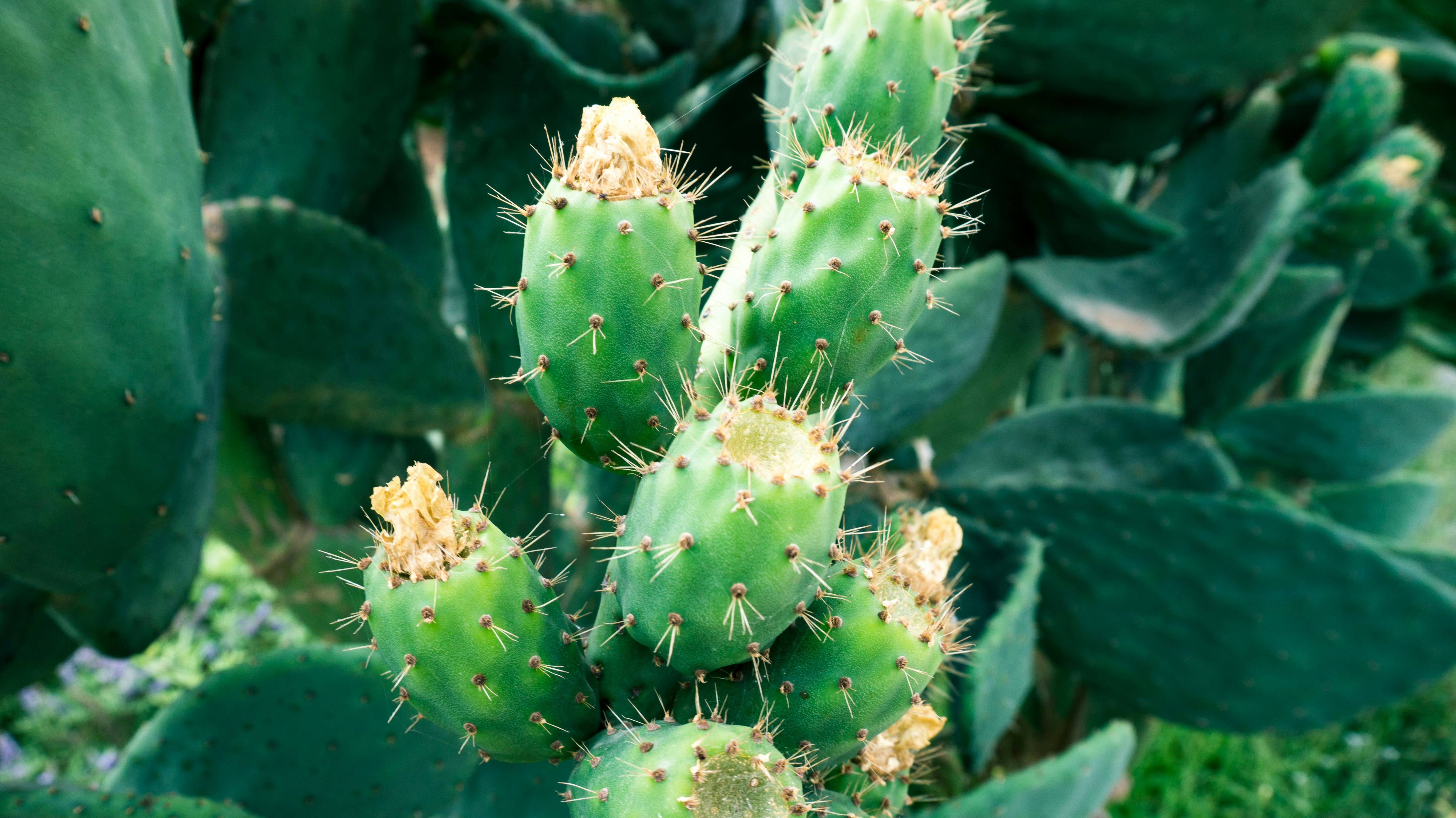 green cactus plant